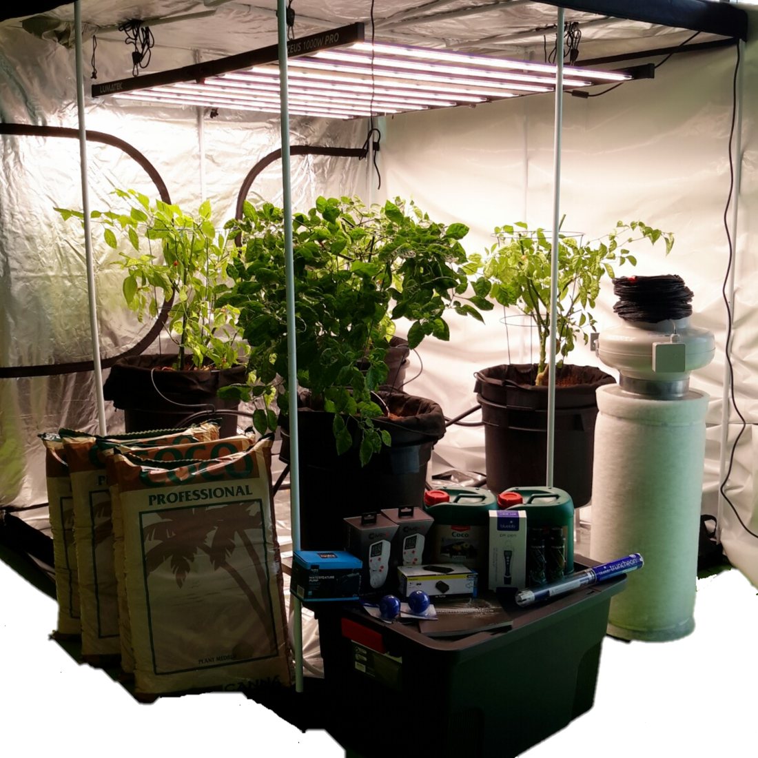 Complete grow kit assembled in store: Lumatek LED bar light over chilli plants in fabric pots inside a silver-lined tent, with fan, carbon filter, coco bags and accessories