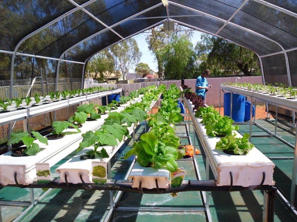 Shade-house greenhouse with long NFT bench rows of lettuce and cucumber seedlings
