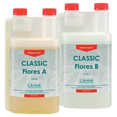 Canna Flores
