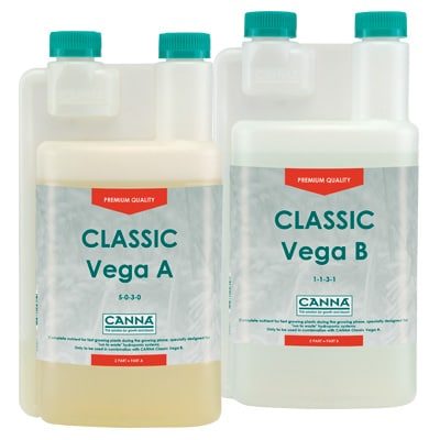 Canna Vega