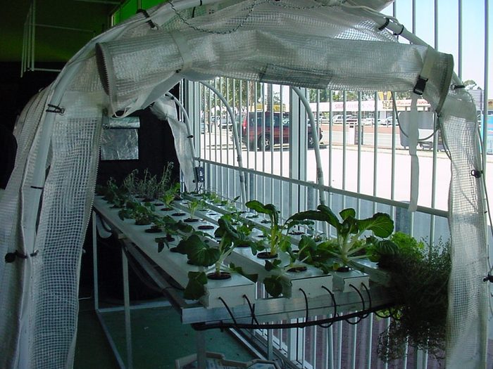 Nft Kit 54 Plant site